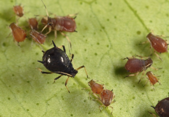 Adaptability of Toxoptera Aurantii (Hemiptera: Aphididae) to Tea Cultivars